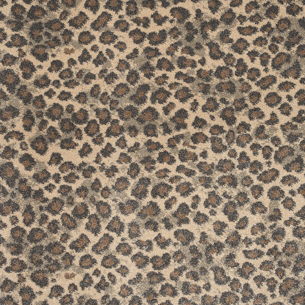Leopard 01